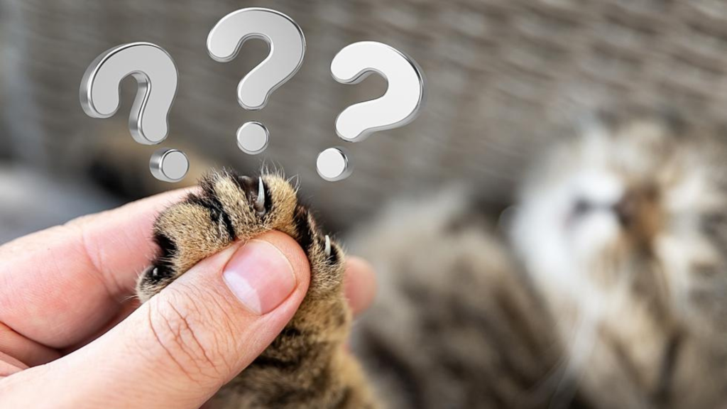 How Much Does It Cost to Declaw a Cat